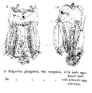 Rousselet, C F (1896): Journal of the Quekett Microscopical Club (ser. 2) 6 